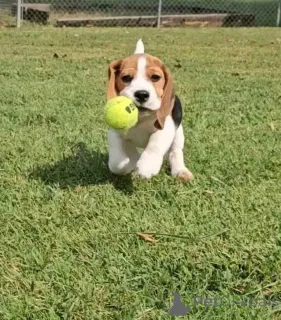 Фото №4. Продажа  в Мадрид  - цена договорная