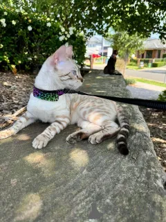 Фото №1. бенгальская - купить в Dielsdorf за 69575₽. Объявление №152643