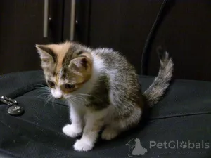 Фото №4. Продам  в Москве реке частное объявление - цена Бесплатно