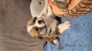 Дополнительные фото: Элитные щенки