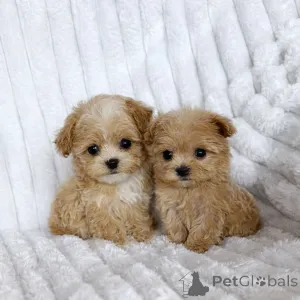 Фото №2 к объявлению №147473 о продаже мальтипу - купить в Украине из питомника, заводчик