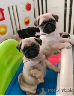 Фото №2 к объявлению №159994 о продаже мопса - купить в Латвии частное объявление