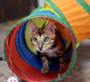 Дополнительные фото: Бенгальские котята с родословной