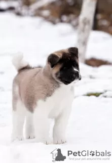 Дополнительные фото: Puppy American Akita