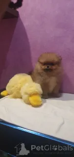 Дополнительные фото: Красивый шпиц