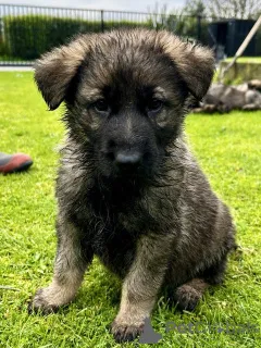 Дополнительные фото: Schäferhund-Welpen zu verkaufen