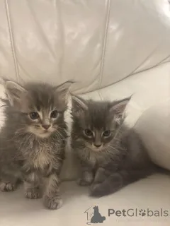 Фото №1. мейн-кун - купить в Просеивание за 27830₽. Объявление №162422