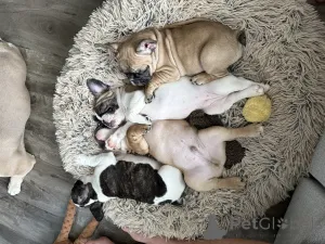 Дополнительные фото: Очаровательные французские щенки бульдога ищут любящие дома!