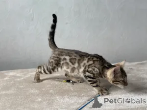 Дополнительные фото: Мраморная Бенгальская кошка