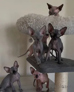 Фото №1. сфинкс - купить в Париже за договорная. Объявление №163545