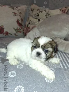 Дополнительные фото: Идеальные щенки Ши-Тцу