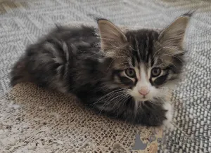 Фото №2 к объявлению №165774 о продаже  - купить в Финляндии 