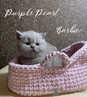 Фото №2 к объявлению №150242 о продаже  - купить в России из питомника, заводчик