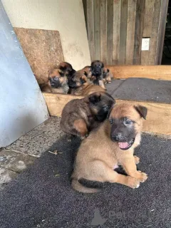 Дополнительные фото: Чистокровные бельгийские щенки малиной для продажи