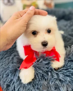 Фото №4. Продажа мальтийскую болонку в Хельсинки частное объявление, из приюта - цена 46384₽