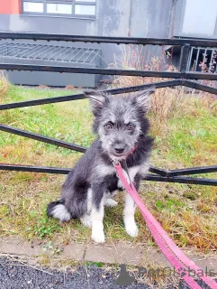 Фото №1. беспородная - купить в Санкт-Петербурге за Бесплатно. Объявление №157819