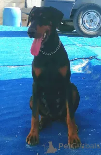 Дополнительные фото: Щенки европейского добермана отличной родословной