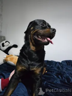 Фото №1. ротвейлер - купить в Барселе за договорная. Объявление №162694