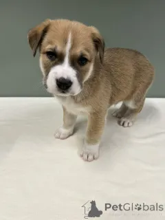 Дополнительные фото: Бордер-колли Urocze szczenięta do adopcji