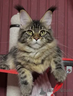 Фото №3. Грация в каждом шаге Фрейи царит с любовью и верностью.. Финляндия