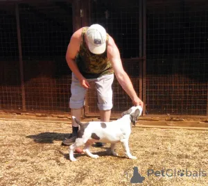 Дополнительные фото: Щенки амстаффа, мальчик и девочка