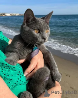 Фото №1. шартрез - купить в Эелс за договорная. Объявление №158744