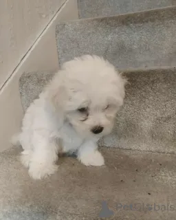 Фото №2 к объявлению №155260 о продаже мальтийскую болонку - купить в Финляндии частное объявление