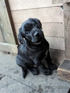 Фото №2 к объявлению №158731 о продаже лабрадудля - купить в Германии 