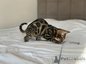 Дополнительные фото: Шикарный Бенгальский мальчик в разведение