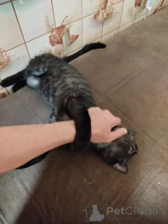 Фото №2 к объявлению №147045 о продаже бенгальская - купить в России частное объявление