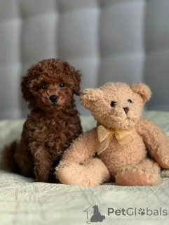 Фото №3. Изовиллакойранский орех 1 200.  Финляндия