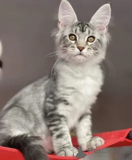 Фото №1. мейн-кун - купить в Баден-Бадене за 91839₽. Объявление №163660