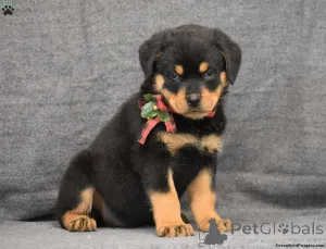 Фото №3. Удивительный Rottweiler Puppy.  США