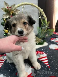 Дополнительные фото: Чудесная малышка Снежа ищет дом. В добрые руки.