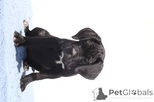 Фото №3. Ciara of Spqr Corso FCI -родословная.  Румыния