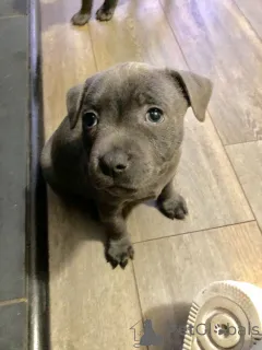 Дополнительные фото: Стаффордширский бультерьер.