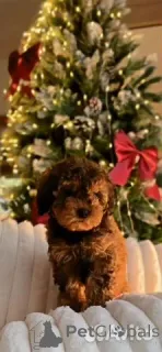 Фото №1. кавапу - купить в Берлине за 64937₽. Объявление №162517