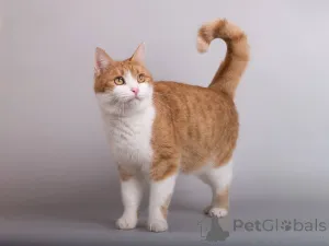 Дополнительные фото: Кошечка Манюня ищет доброе сердце.