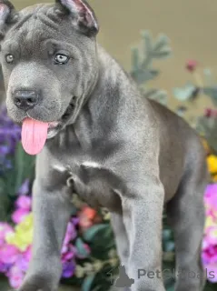 Фото №3. Cane Corso Puppy.  США