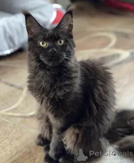 Фото №2 к объявлению №163182 о продаже мейн-кун - купить в Германии заводчик