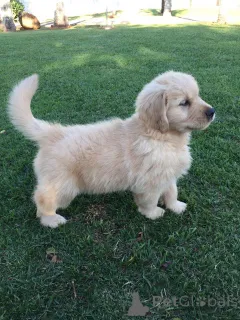 Дополнительные фото: Urocze szczenięta золотистый ретривер do adopcji v