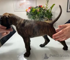 Фото №3. Brindle & Fawn Boxers для продажи..  Австрия