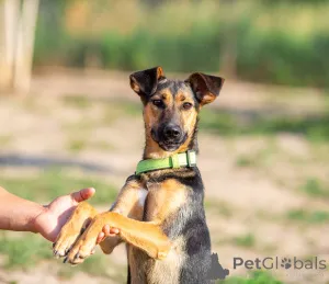 Дополнительные фото: Активная красавица Ива ищет любящую семью!