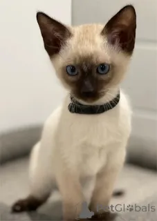 Фото №1. сиамская - купить в Динслакен за 32468₽. Объявление №154592