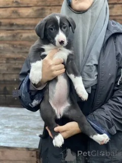 Дополнительные фото: Очаровательные малышки - сестрёнки ищут дом!