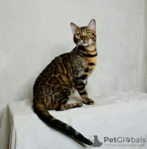 Дополнительные фото: Bengal boy for breeding / Бенгальский мальчик в разведение