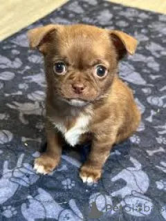 Фото №3. Комната для щенка чихуахуа.  Нидерланды