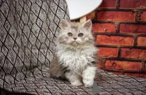 Фото №2 к объявлению №164674 о продаже селкирк рекс короткошёрстный - купить в Финляндии частное объявление, заводчик