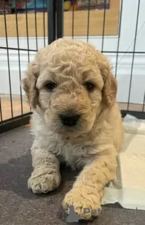 Дополнительные фото: Очаровательные щенки AJ Mini Goldendoodle