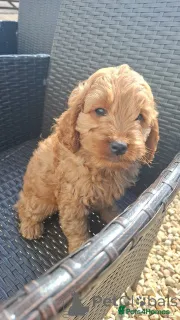 Фото №3. Красивые щенки F1B Cavapoo. Полностью здоровье.  Австрия